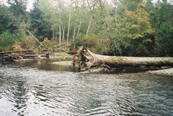 Fly fisher close to the wood at the Quinsam river