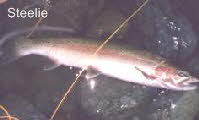 Heber Steelhead