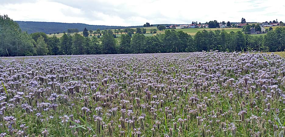 violettes Feld