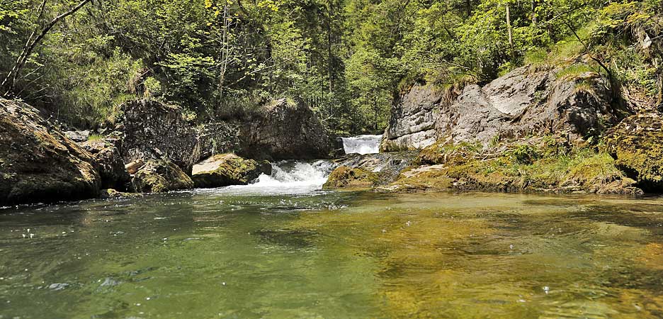 alpine trout creek