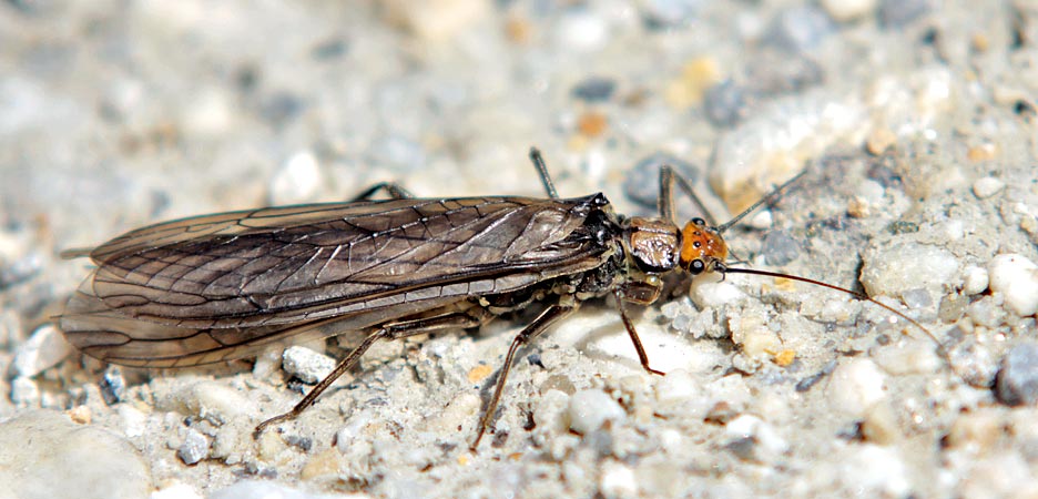 Stonefly in the Alps