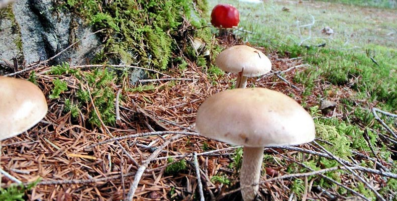 Pilze im kanadischen Wald