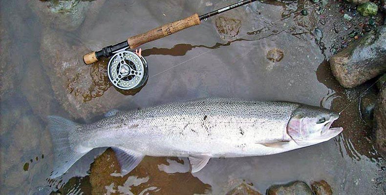 nice steelhead caught with a nymph during fly fishing