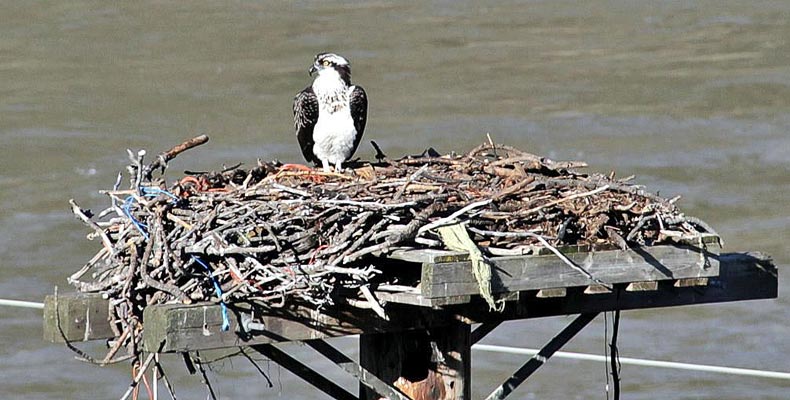 Young sea eagle in the nest at the Thompson at Lillooet
