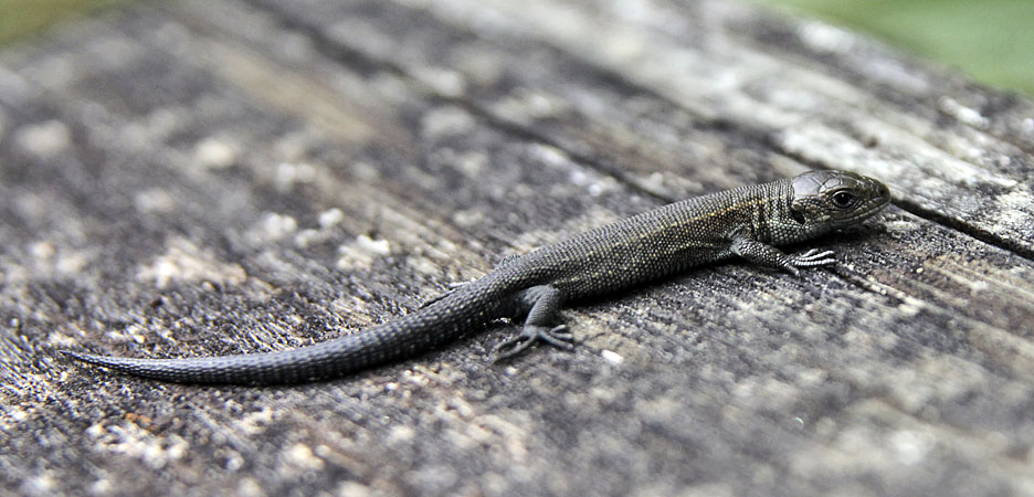 Alpensalamander in Österreich