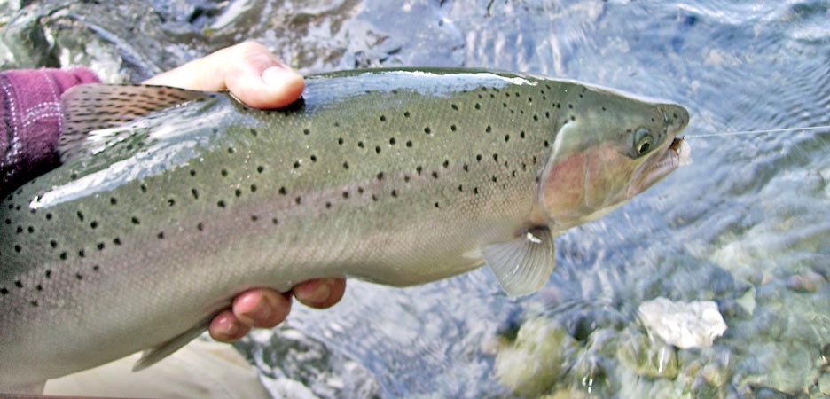 Steelhead auf Trockenfliege