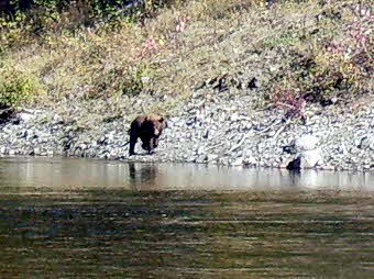 Grizzly Bär am anderen Ufer