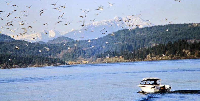 Boot vor Campbell River