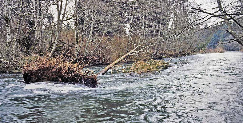 Hochwasser am Quinsam River