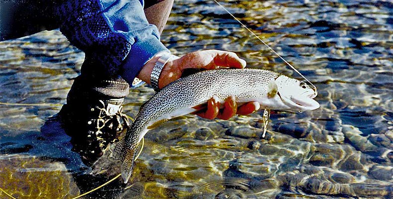 Cutthroat Forelle am Oyster River