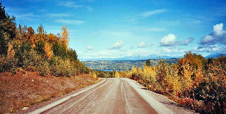 Gänsegeier bei Gold River auf Vancouver Island