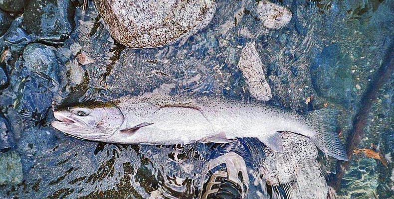 Gute Steelhead am Heber mit der Fliege gefange