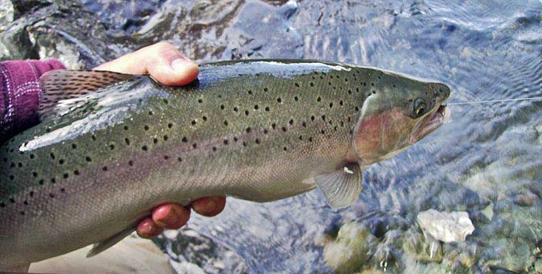 Endlich eine Steelhead auf Nymphe im Heber Bach