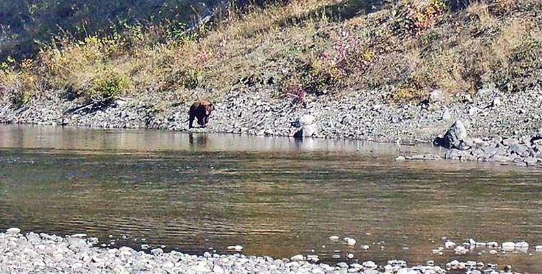 Begegnung mit einem Grizzly am Horsefly