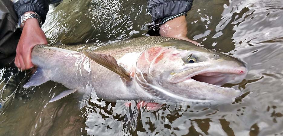 Steelhead picture from another angle