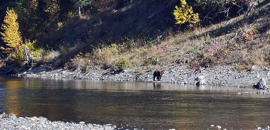 Strong Grizzly on Horsrfly River