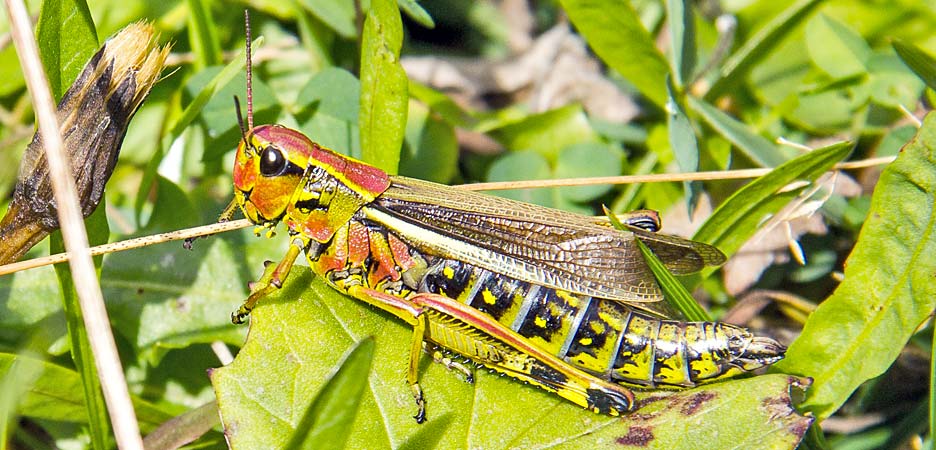 colorful Grasshopper